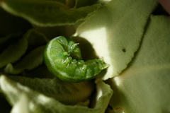 Phlogophora meticulosa