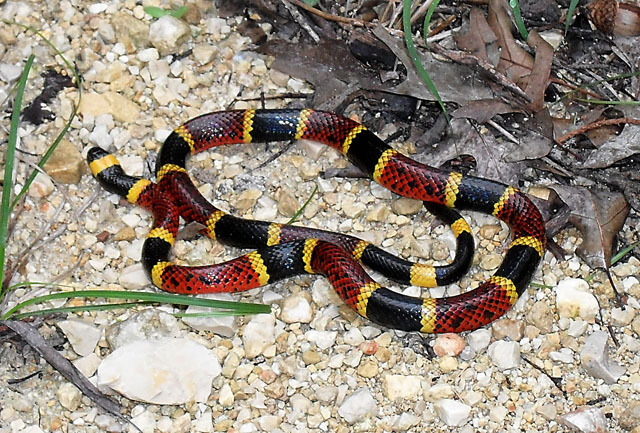 coral snake mouth