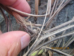 Sidymella trapezia