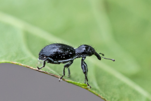 Myrmex myrmex photo 5