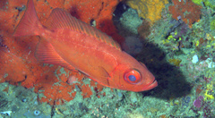 Priacanthus blochii