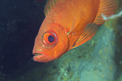 Priacanthus blochii