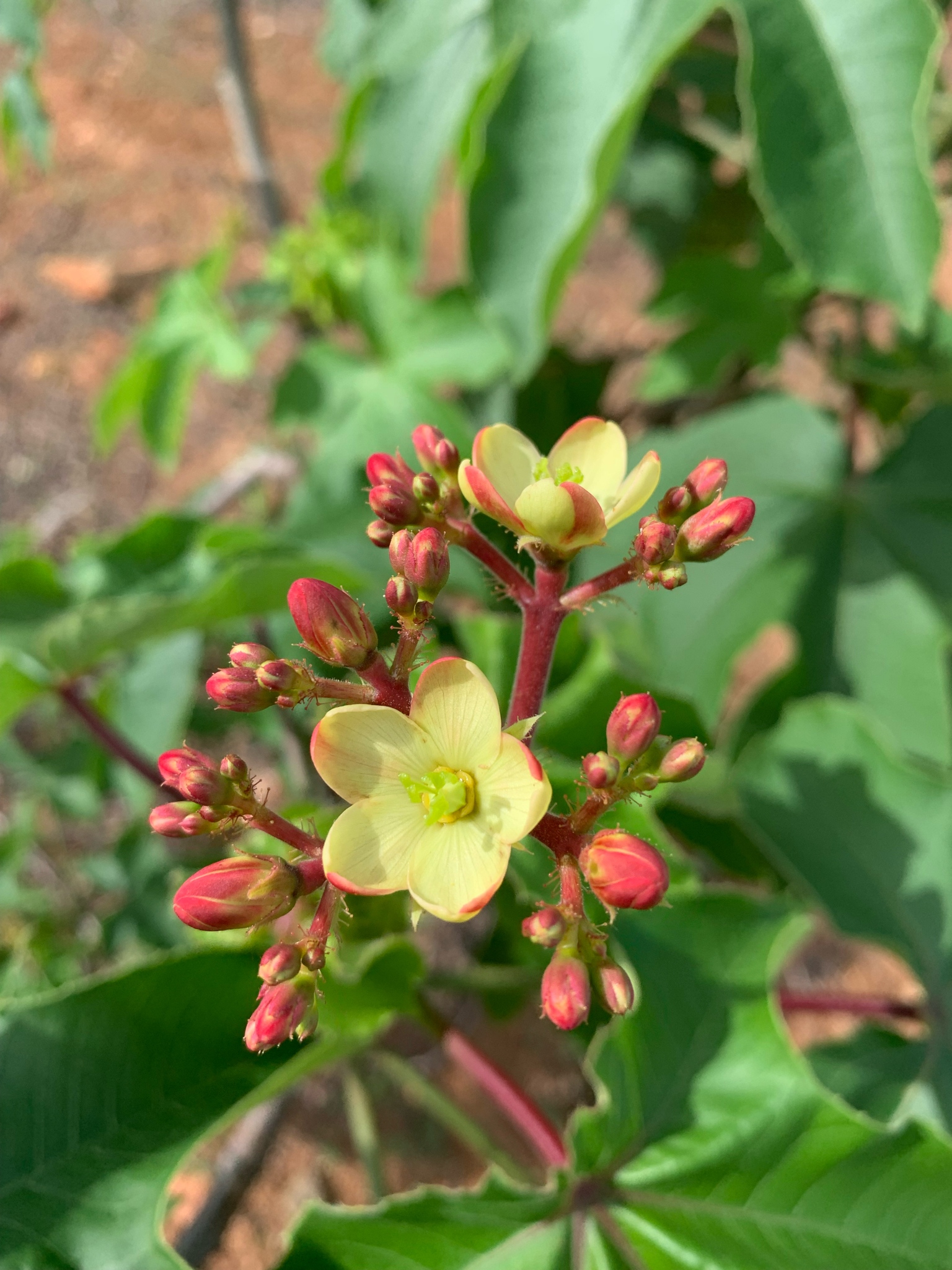 Jatropha mollissima