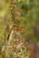 Plagiothecium curvifolium