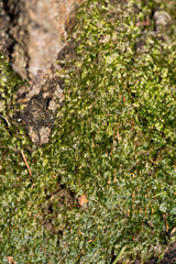Plagiothecium curvifolium