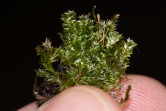 Plagiothecium curvifolium