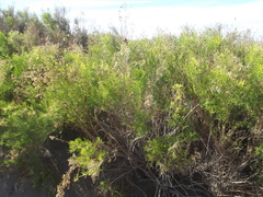 Xylothamia diffusa