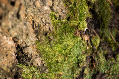 Plagiothecium curvifolium