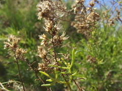 Xylothamia diffusa