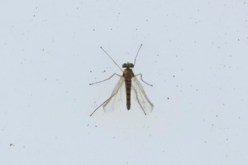 Unknown species found near Isles Of Sugar Mill, New Smyrna Beach, FL 32168, USA