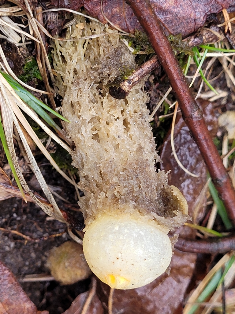 Calostoma lutescens · February 2026 · photo: © j_jenkins53 (iNaturalist, cc0)