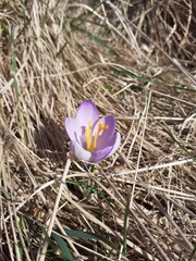 Crocus neglectus