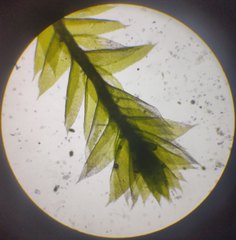 Plagiothecium curvifolium