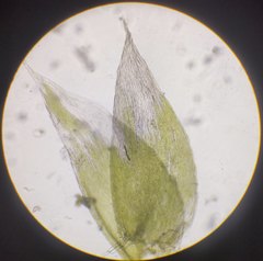 Plagiothecium curvifolium