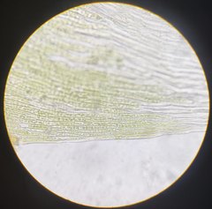 Plagiothecium curvifolium