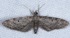 Eupithecia perfusca