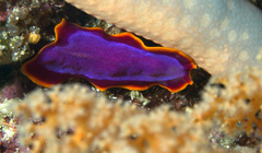 Pseudoceros ferrugineus