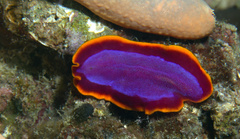 Pseudoceros ferrugineus