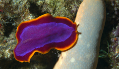 Pseudoceros ferrugineus