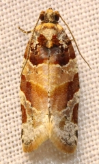Argyrotaenia kimballi