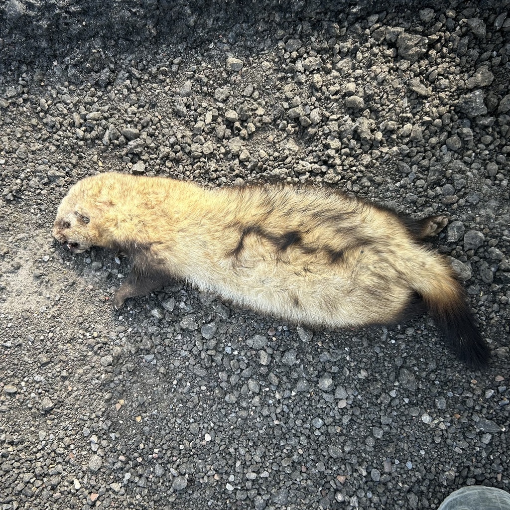 Steppe polecat