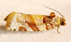 Argyrotaenia kimballi