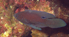 Calloplesiops altivelis