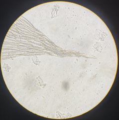 Plagiothecium curvifolium