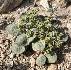 Chorizanthe corrugata