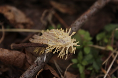 Akanthomyces aculeatus