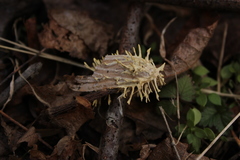 Akanthomyces aculeatus