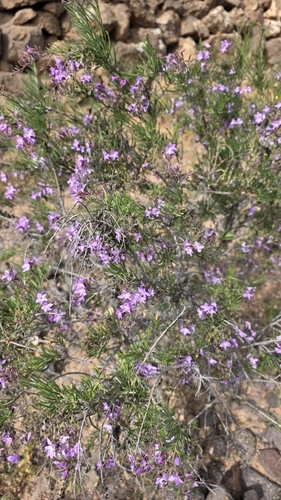 Sea Rosemary (Campylanthus salsoloides)