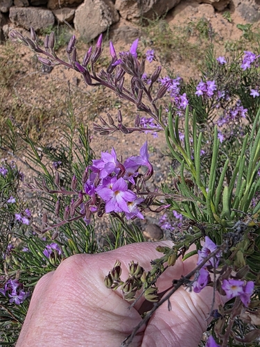 Campylanthus salsoloides, photograph 4