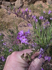 Campylanthus salsoloides, photograph (c) Christoph Moning, some rights reserved (CC BY)