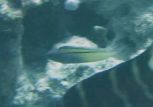 Meiacanthus nigrolineatus observed 2026-01-29