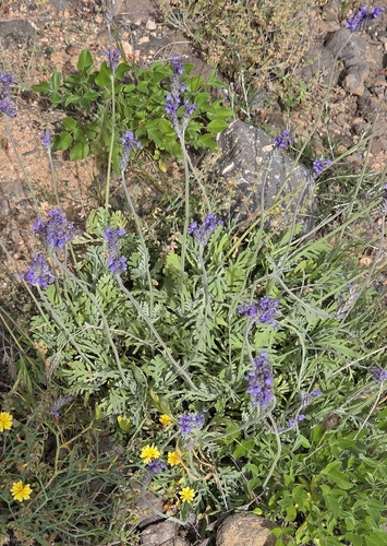 Lavandula pinnata (Lavandula pinnata)