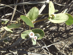 Euphorbia leucophylla