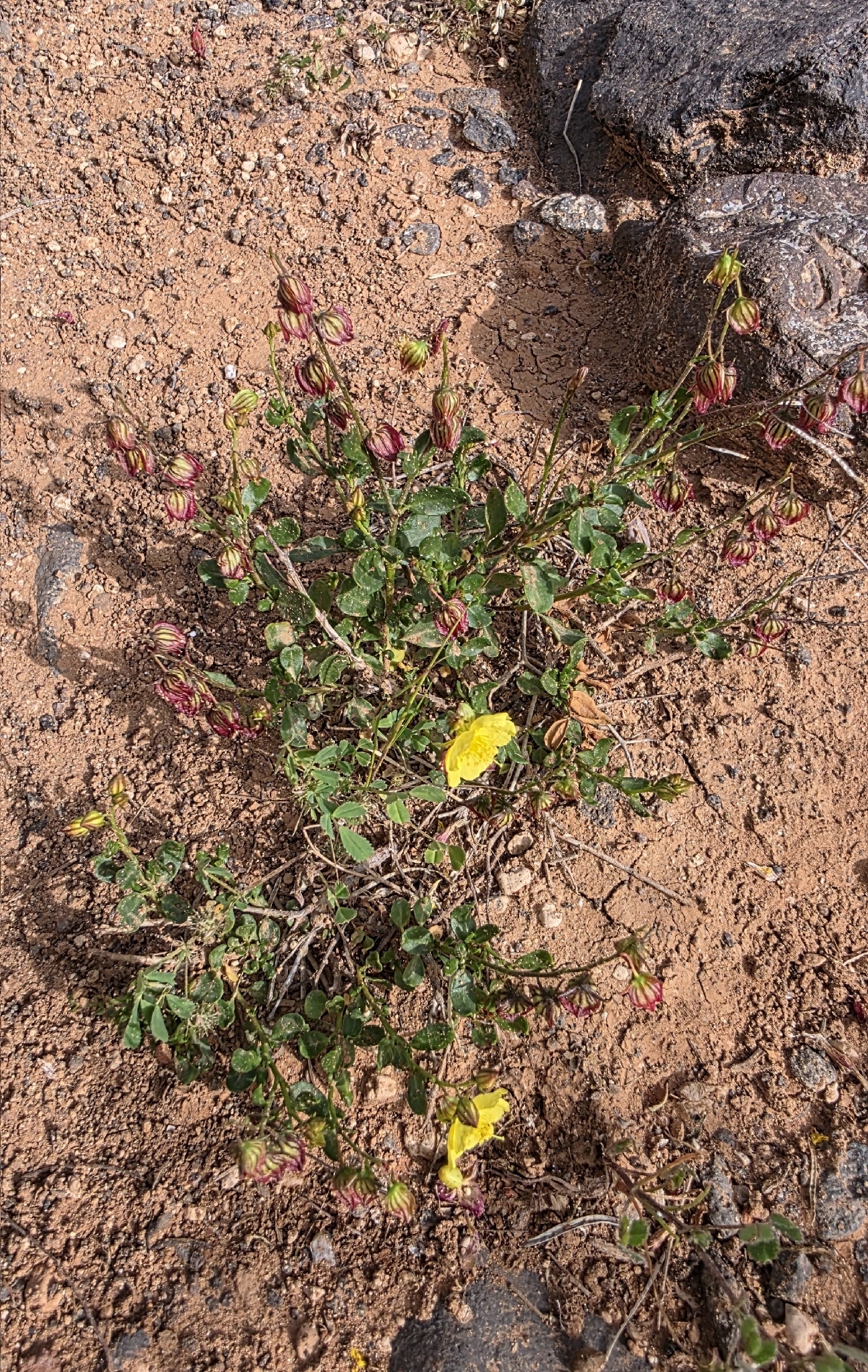 Helianthemum thymiphyllum