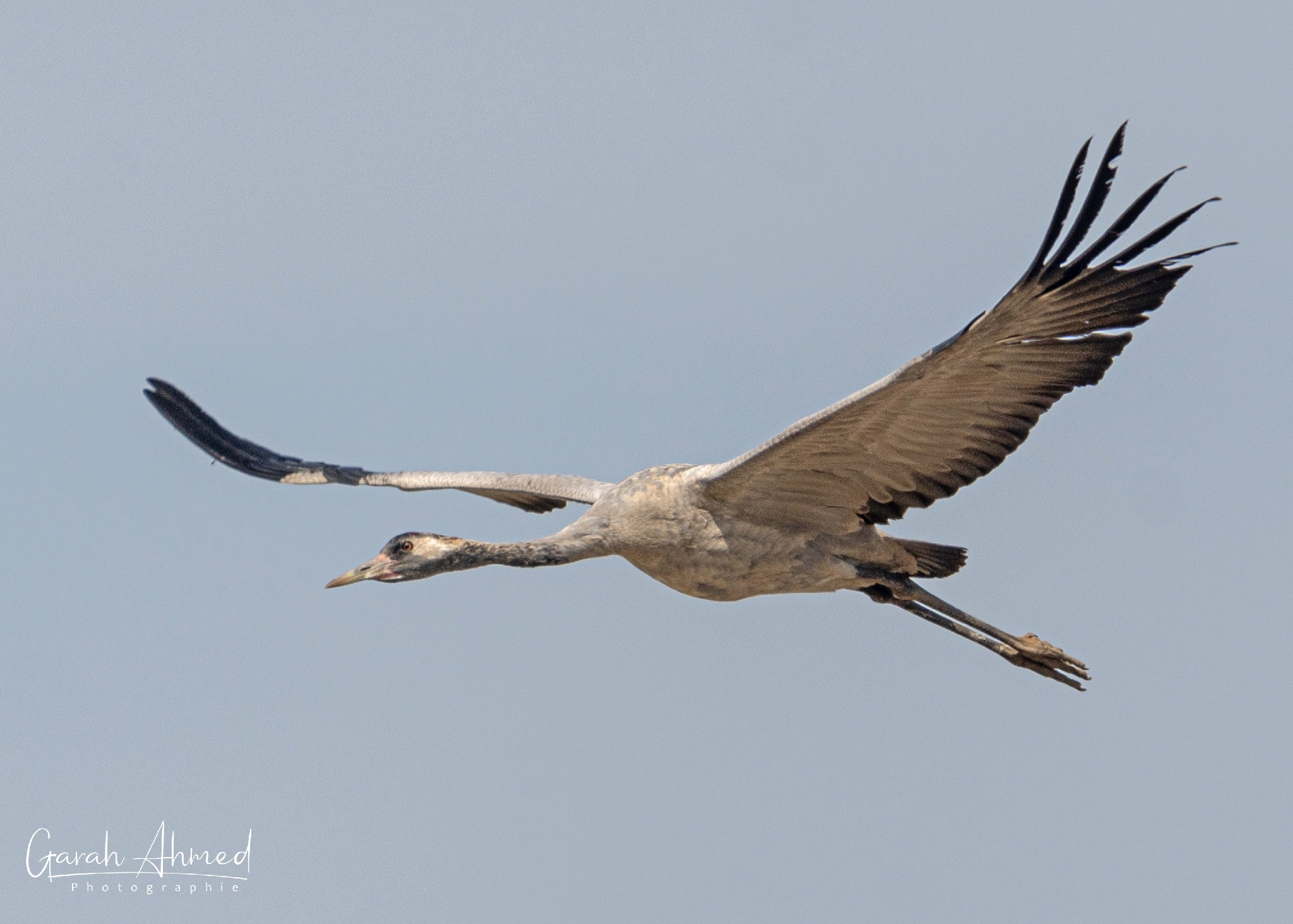 Grus grus
