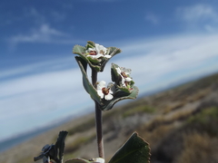 Euphorbia leucophylla