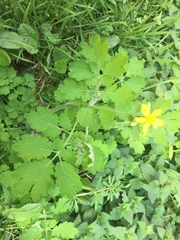Chelidonium majus