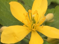 Chelidonium majus