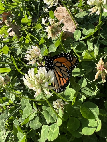 Monarch Butterfly