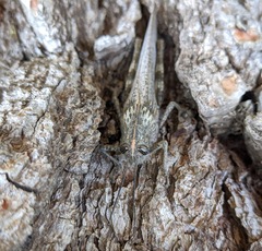 Anacridium aegyptium