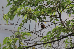 Sittiparus castaneoventris