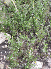 Osteospermum potbergense