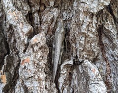 Anacridium aegyptium