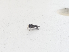 Toxomerus marginatus