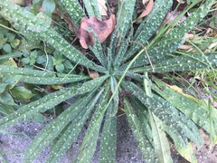 Echium