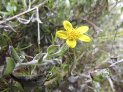 Osteospermum potbergense